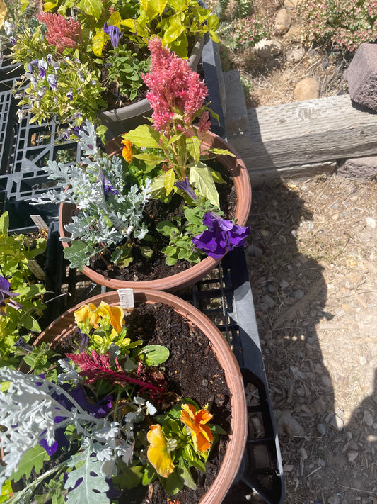 Plant Container Baskets Specialty