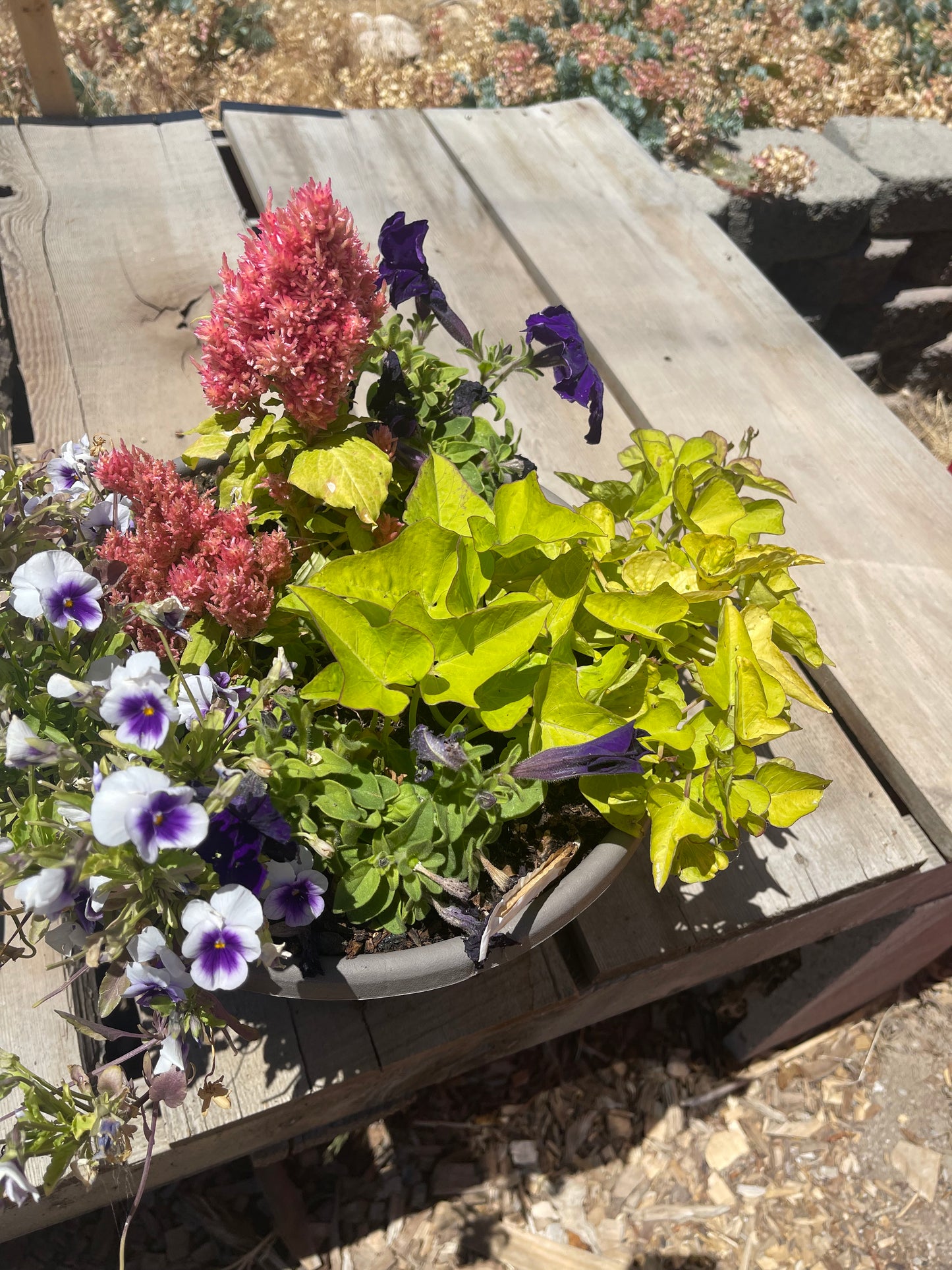 Plant Container Baskets Specialty