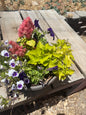 Plant Container Baskets Specialty